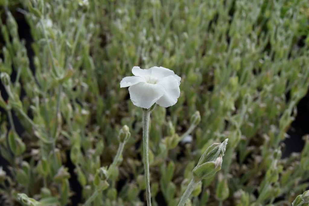 Lychnis coronaria 'Alba' ---